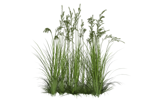 grass png zip download