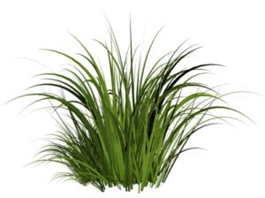 grass png