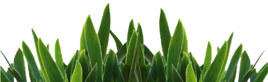 grass png