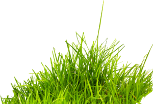 grass png