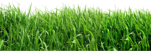 grass png