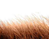 grass png