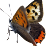 butterfly png download