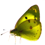 beautiful butterfly png