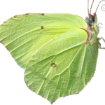 butterfly png download