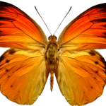 butterfly png download