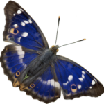 butterfly png download