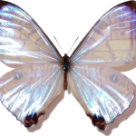 butterfly png download