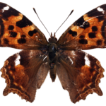 butterfly png download
