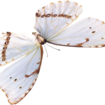 beautiful butterfly png