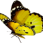 beautiful butterfly png