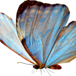 beautiful butterfly png