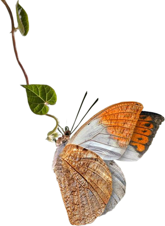 beautiful butterfly png