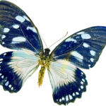 beautiful butterfly png