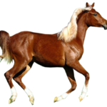 horse png download