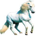 horse png download