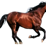 horse png