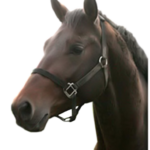horse png