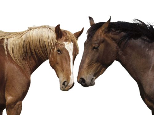 horse png