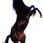 horse png download