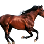 horse png download