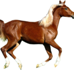 horse png download