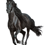 horse png download