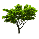 tree png download