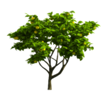 tree png download