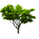 tree png download