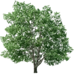 tree png download