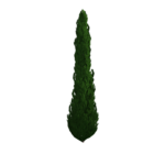 tree png download