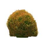 tree png download