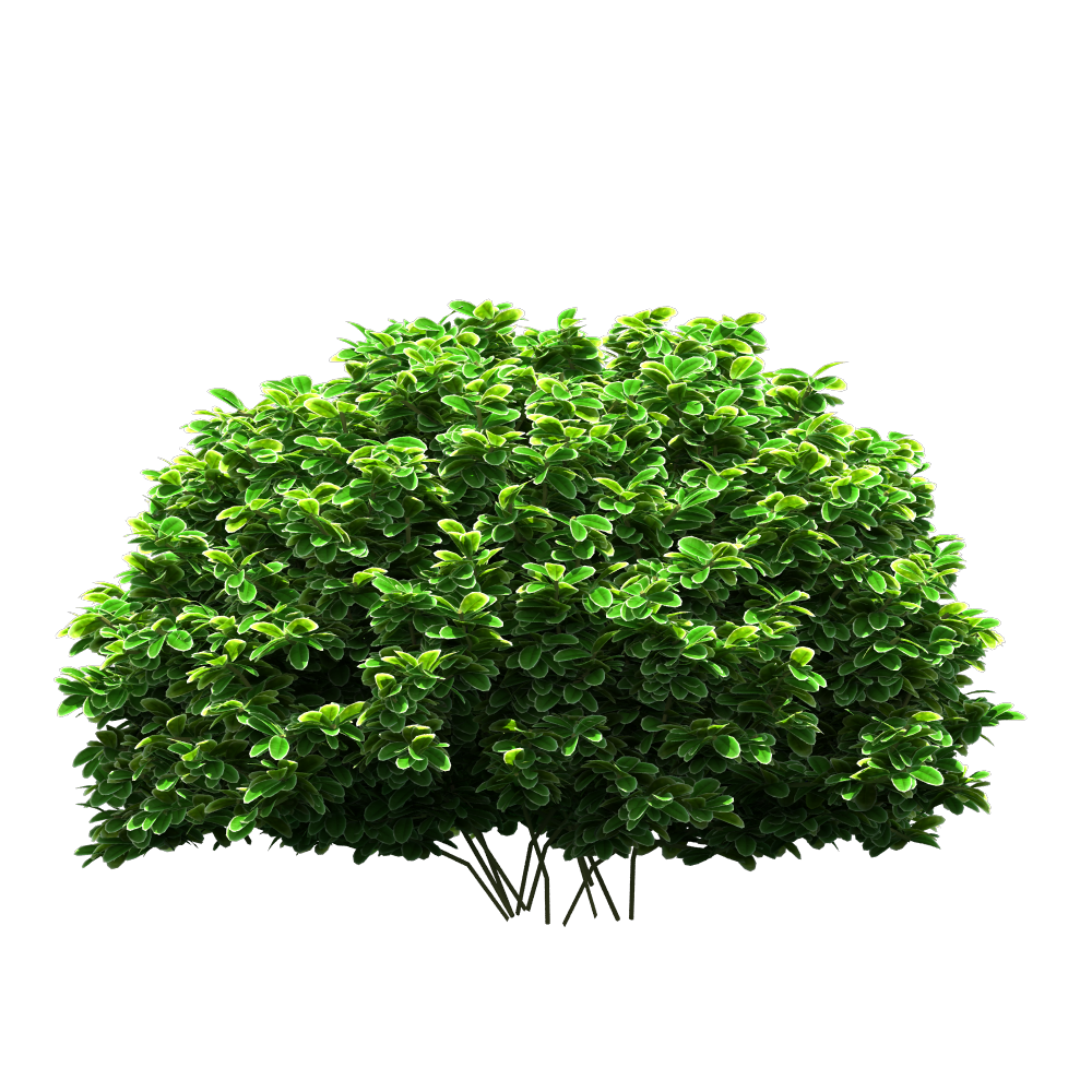 Tree png download HD real tree png for photoshop & picsart - NSB PICTURES