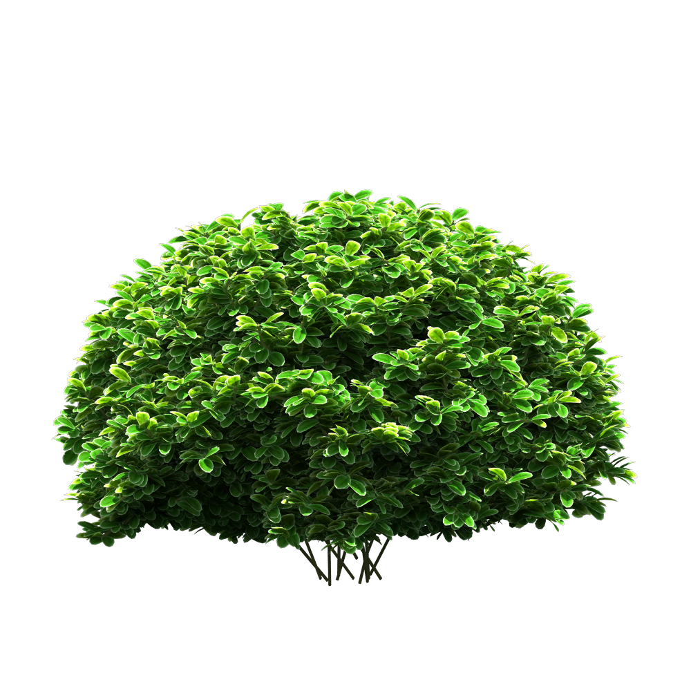 Tree png download HD real tree png for photoshop & picsart - NSB PICTURES