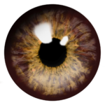 brown eyes png