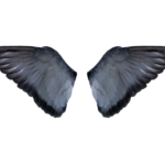 bird wing png